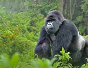 Mountain Gorilla