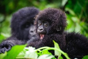 Mountain Gorilla Baby