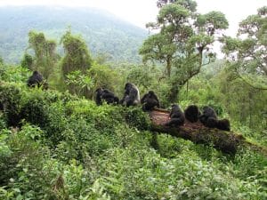 Mountain Gorilla Habitat