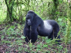 Mountain Gorilla Images