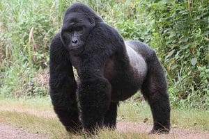 Mountain Gorilla Pictures