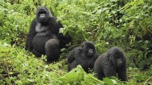 Mountain Gorillas