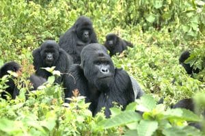 Mountain Gorillas Pictures