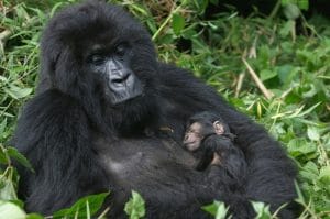 Newborn Mountain Gorilla