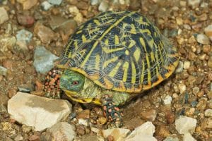 Ornate Box Turtle Female