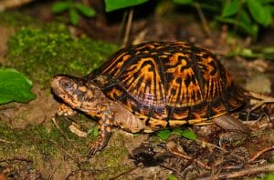 Ornate Box Turtle Pictures