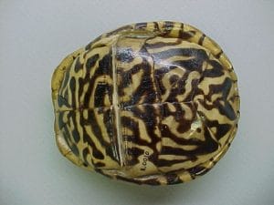 Ornate Box Turtle Plastron