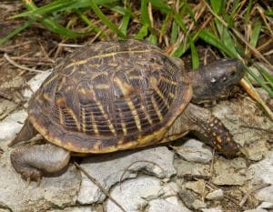 Ornate Box Turtle Shell