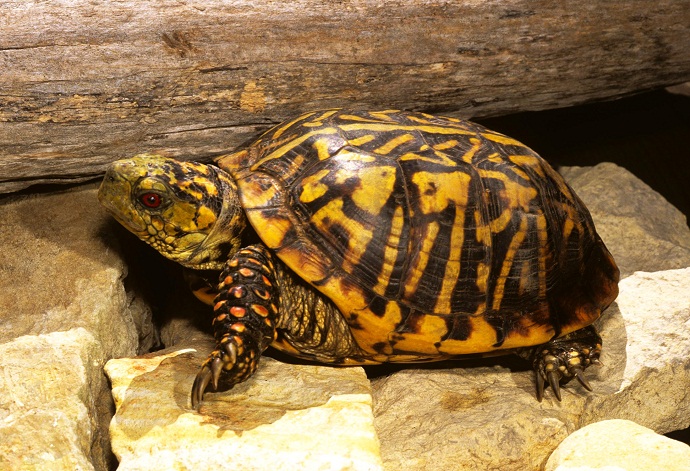 Ornate Box Turtle Care: Habitat, Diet, Size, Lifespan... 