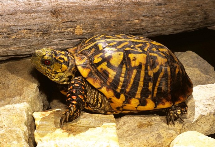 Ornate Box Turtle Ornate Box Turtle Care: Habitat, Diet, Size, Lifespan...