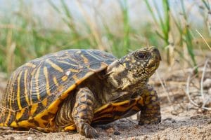 Ornate Box Turtles