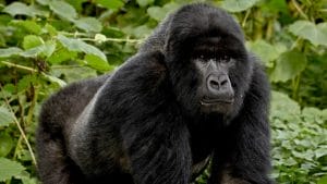 Pictures of Mountain Gorilla