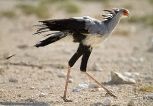 Secretary Bird