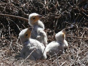 Secretary Bird Babies