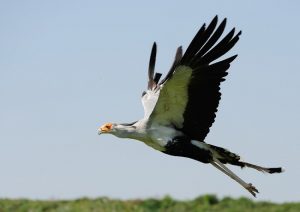  Secretary Bird Flying