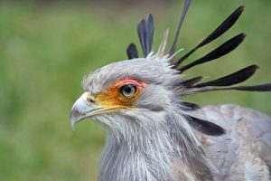 Secretary Bird Head