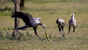 Secretary Bird Hunting