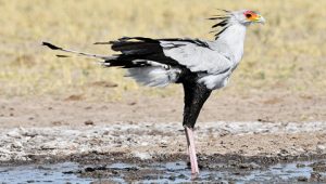 Secretary Bird Images