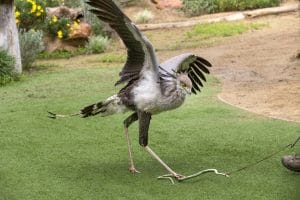 Secretary Bird Killing Snake