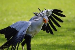 Secretary Bird Photos