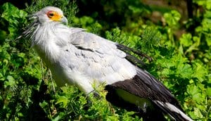 Secretary Bird Pictures