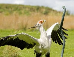 Secretary Bird Snake