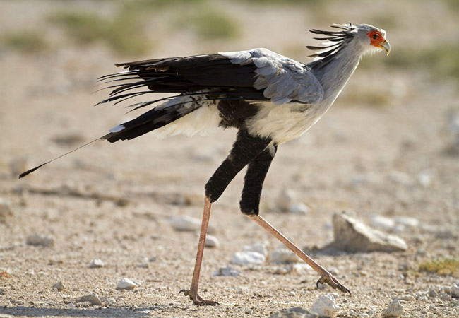 Secretary bird, facts and photos