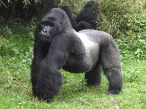 Silverback Mountain Gorilla