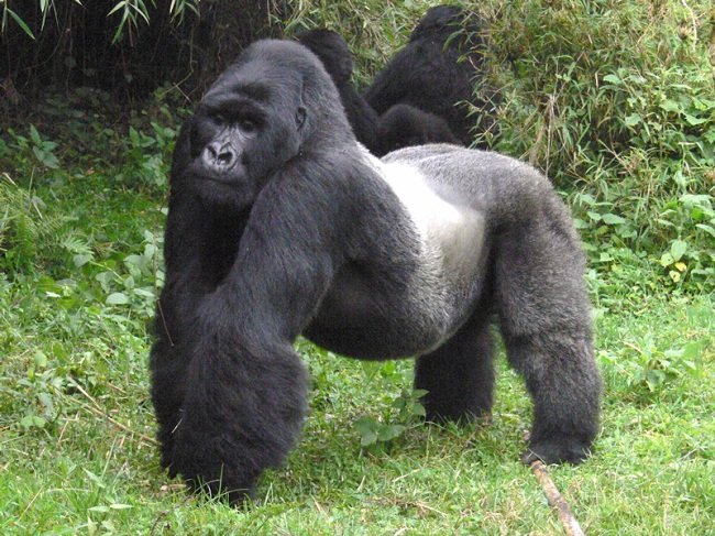 Mountain Gorilla Facts, Habitat, Diet, Life Cycle, Baby, Pictures