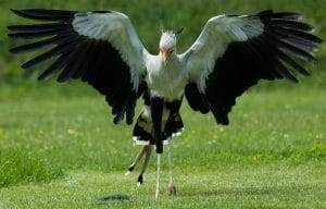 The Secretary Bird 