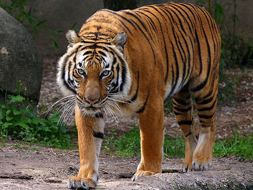 Hybrids Between Tiger Subspecies