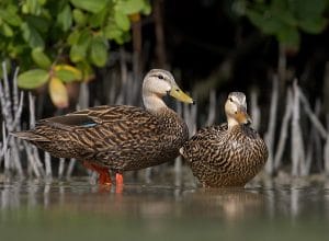 Mottled Duck Drake and Hen