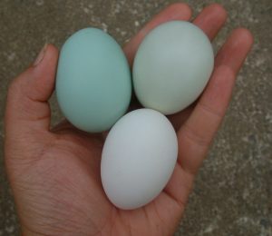 Mottled Duck Eggs