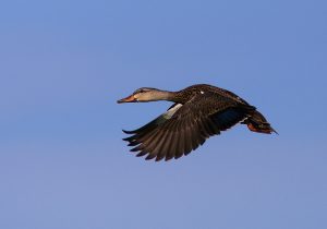 Mottled Duck Flying