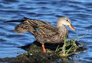 Mottled Duck Images