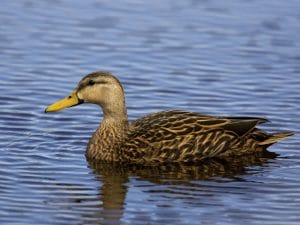 Mottled Duck Pictures