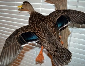 Mottled Duck Wing