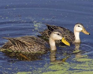 Mottled Ducks