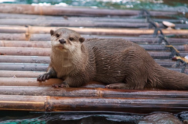 Otter Facts, Types, Diet, Reproduction, Classification, Pictures