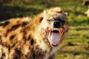 Spotted Hyena Facts, Mating, Habitat, Skull, Adaptations, Diet