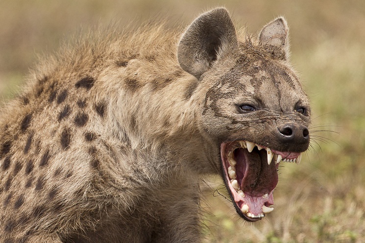 Spotted Hyena Facts, Mating, Habitat, Skull, Adaptations, Diet