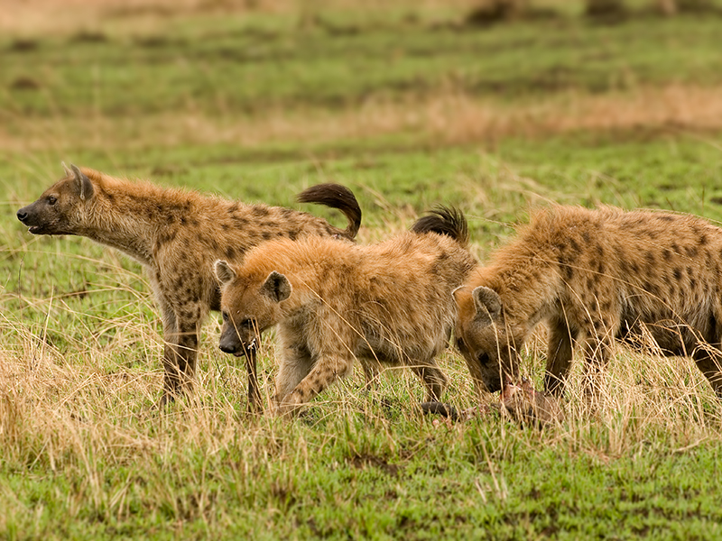 Spotted Hyena Facts, Mating, Habitat, Skull, Adaptations, Diet