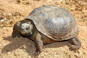 Western Box Turtle