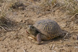 Western Ornate Box Turtle