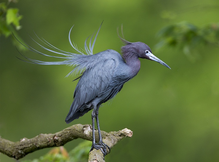 Little Blue Heron Facts Pictures Distribution Behavior Pictures