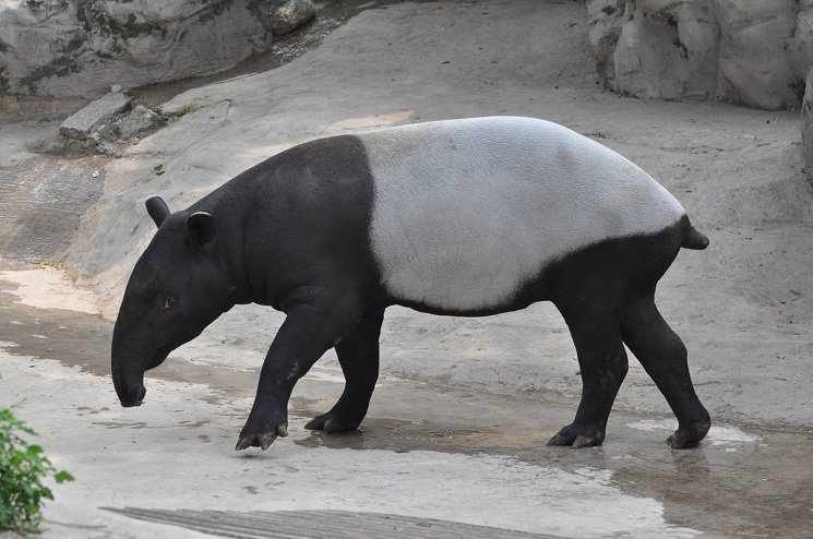 Malayan Tapir Pictures