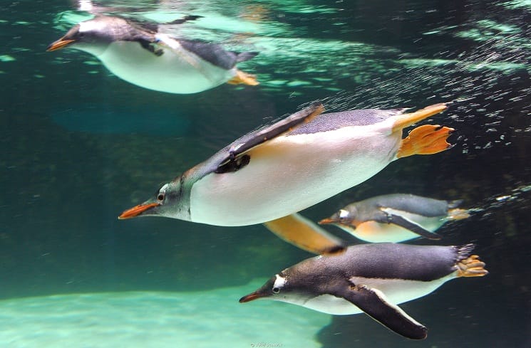 Gentoo Penguin Facts Habitat Predators Lifespan Pictures