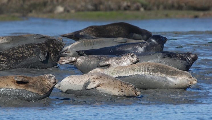 Seals: Diet, habitat, behaviour, and conservation