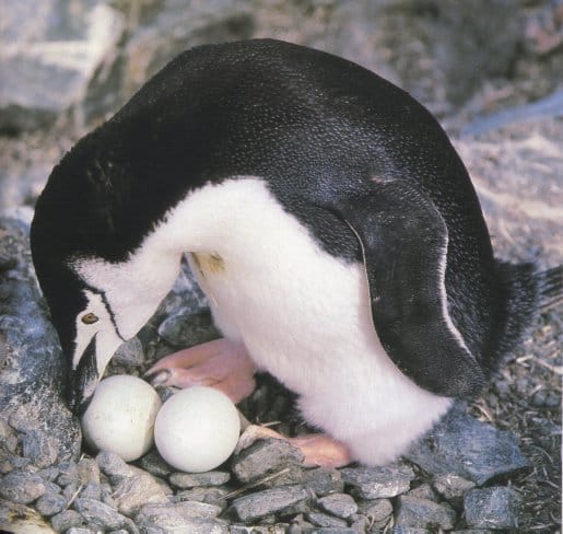 Chinstrap Penguins