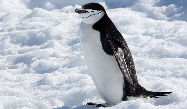 Chinstrap Penguin Facts, Habitat, Diet, Predators, Pictures